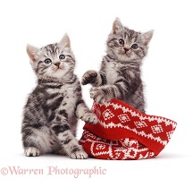Silver tabby kittens with a woolly hat
