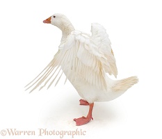 White goose flapping