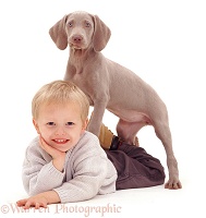 Boy and Weimaraner pup
