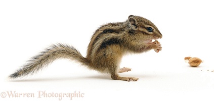Chipmunk eating a nut