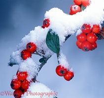 Snow on Cotoneaster berries