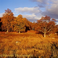 Autumnal scene with birches