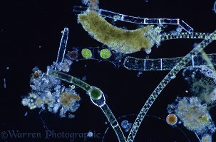 Filamentous algae showing reproductive bodies