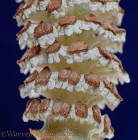 Horsetail cone after spores shed