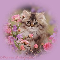 Persian kitten among roses and bellflowers
