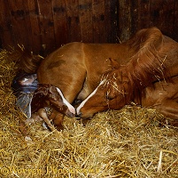 Horse giving birth
