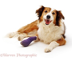 Dog with bandaged leg