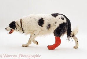 Dog with bandaged leg