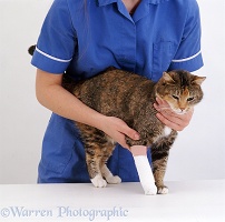 Cat with bandaged leg