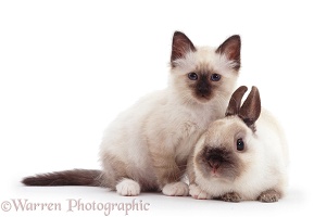 Birman kitten and Seal-point rabbit