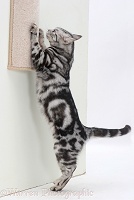 Silver tabby cat using a scratch-post