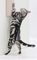 Silver tabby cat using a scratch-post