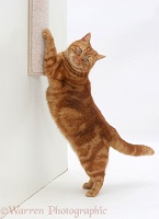 Ginger cat using a scratch-post