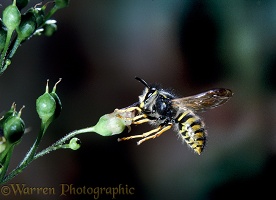 Wasp on figwort