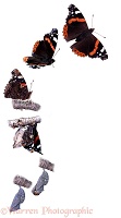 Red Admiral hatch sequence vertical