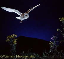 Barn Owl flying over ragwort