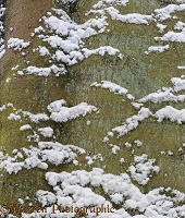 Snow on a beech tree