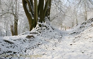 Snowy path and Beech Tree