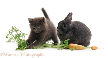Grey kitten and rabbit with carrot