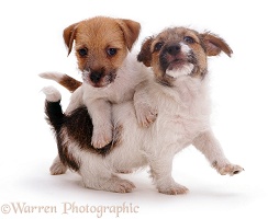 Two Jack Russell Terrier pups playing