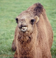 Camel cudding