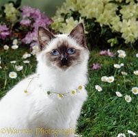 Cat with daisy-chain round its neck