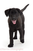 Black Labrador puppy