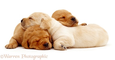 Sleeping Labrador pups