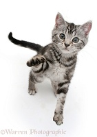 Silver tabby kitten reaching up