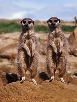 Meerkats standing