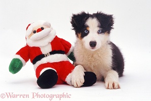 Border Collie pup with Santa toy
