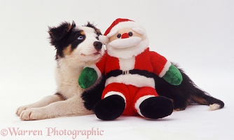 Border Collie pup with Santa toy
