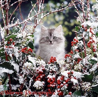 Kitten among snowy holly