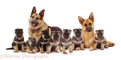 Alsatian family