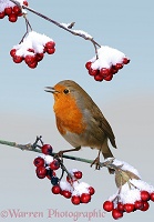 Robin on cotoneaster