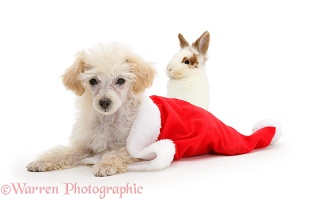 Poodle lying in a Father Christmas hat with young rabbit