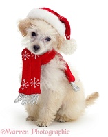 Poodle with scarf and Father Christmas hat