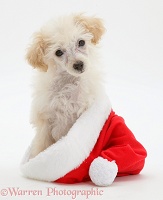 Poodle sitting in a Father Christmas hat