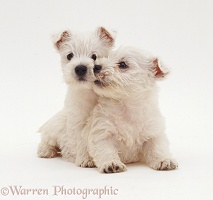 Westie pups