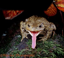 Toad eating an earwig