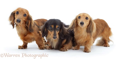 Three miniature longhaired Dachshunds