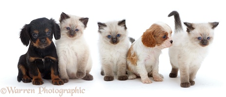 Cavalier pups and Ragdoll kittens