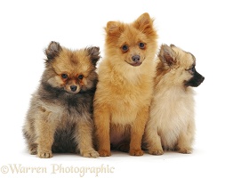 Trio of Pomeranian puppies