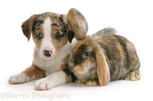 Border Collie puppy and rabbit