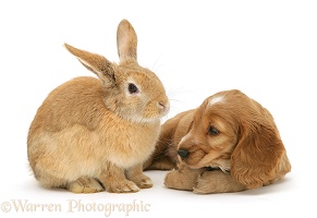 Golden Cocker Spaniel puppy and rabbit