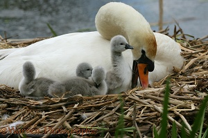Mute Swan with cygnets