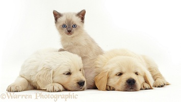 Kitten and retriever pups