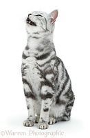 Silver tabby cat sneezing