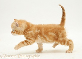 Ginger kitten walking