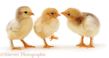Day old bantam chicks